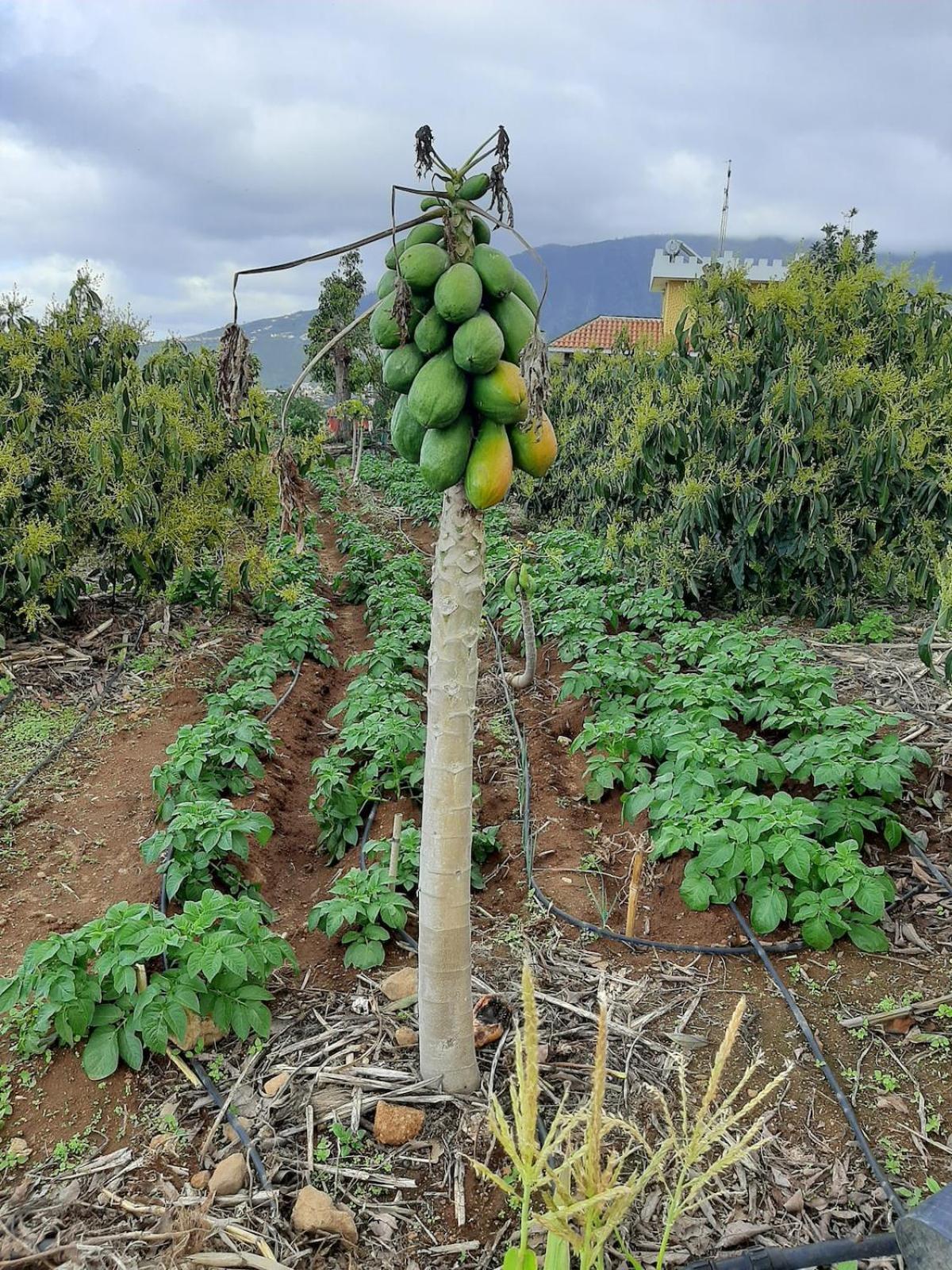 Finca De Luna La Orotava Buitenkant foto